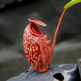 Nepenthes merrilliana x aristolochioides