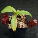 Nepenthes merrilliana x aristolochioides