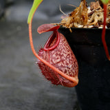 Nepenthes merrilliana x aristolochioides