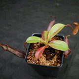 Nepenthes ramispina x robcantleyi