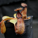 Nepenthes robcantleyi x hamata