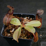 Nepenthes robcantleyi x hamata