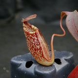 Nepenthes talangensis x spectabilis