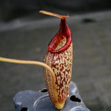 Nepenthes talangensis x spectabilis