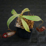 Nepenthes talangensis x spectabilis, pitcher plant, carnivorous plant, collectors plant, large pitchers, rare plants