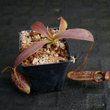 Nepenthes talangensis x spectabilis