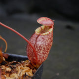 Nepenthes spectabilis x tenuis, BE-3884