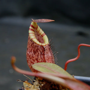 Nepenthes spectabilis x tenuis, BE-3884