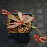 Nepenthes spectabilis x tenuis, BE-3884