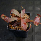 Nepenthes spectabilis x tenuis, BE-3884