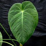 Anthurium aff. angamarcanum