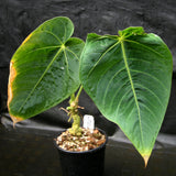 Anthurium aff. angamarcanum