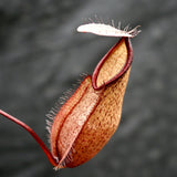 Nepenthes tentaculata, BE-3870