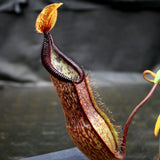 Nepenthes singalana variegated x hamata, CAR-0138