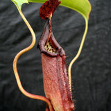 Nepenthes robcantleyi x burbidgeae BE-3935