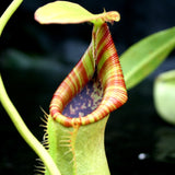 Nepenthes spathulata x lowii