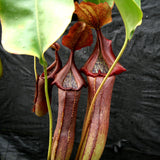 Nepenthes singalana x truncata(c), CAR-0127