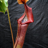 Nepenthes singalana x truncata(c), CAR-0127