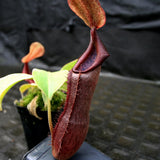 Nepenthes singalana x truncata(c), CAR-0127