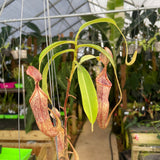 [A307] Nepenthes minima Tentata SG (XXL, unpotted)