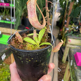 [A307] Nepenthes minima Tentata SG (XXL, unpotted)