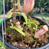 [A307] Nepenthes minima Tentata SG (XXL, unpotted)