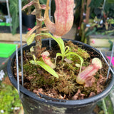 [A307] Nepenthes minima Tentata SG (XXL, unpotted)