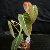 Philodendron melanochrysum