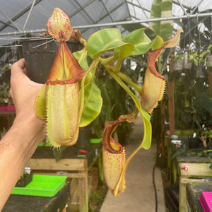 [A309] Nepenthes (tiveyi x veitchii) x veitchii (k) (XXL, unpotted)