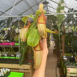 [A309] Nepenthes (tiveyi x veitchii) x veitchii (k) (XXL, unpotted)