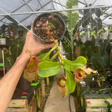 [A309] Nepenthes (tiveyi x veitchii) x veitchii (k) (XXL, unpotted)