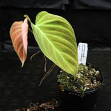 Philodendron Splendid (verrucosum x melanochrysum)