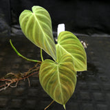 Philodendron Splendid (verrucosum x melanochrysum)