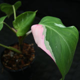 Philodendron 'White Princess'