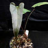 Anthurium recavum