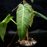 Philodendron maximum