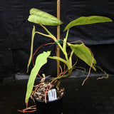 Philodendron maximum