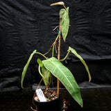 Philodendron maximum