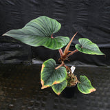 Philodendron squamicaule