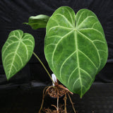 Anthurium magnificum - Exact Plant