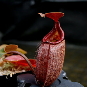 Nepenthes rajah x robcantleyi, BE-4019