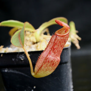 Nepenthes rajah x klossii