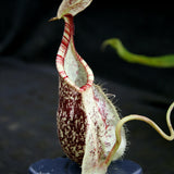 Nepenthes rafflesiana