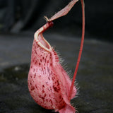 Nepenthes rafflesiana