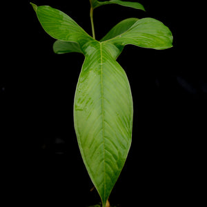 Anthurium draconopterum