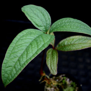 Anthurium arisaemoides