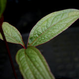 Anthurium arisaemoides