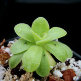 Pinguicula martinezii Butterwort