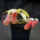 Nepenthes sibuyanensis BE x ventricosa AG3, CAR-0200