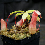 Nepenthes sibuyanensis BE x ventricosa AG3, CAR-0200, pitcher plant, carnivorous plant, collectors plant, large pitchers, rare plants